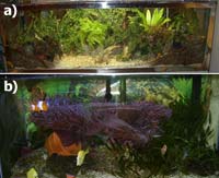 Terrestrial (a) and marine coral reef (b) mesocosms.